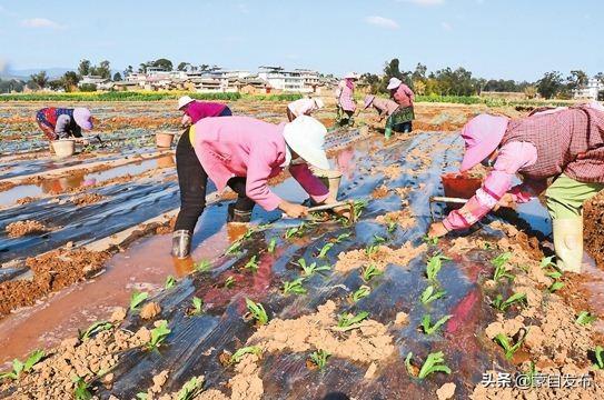 万丰村委会最新招聘启事概览